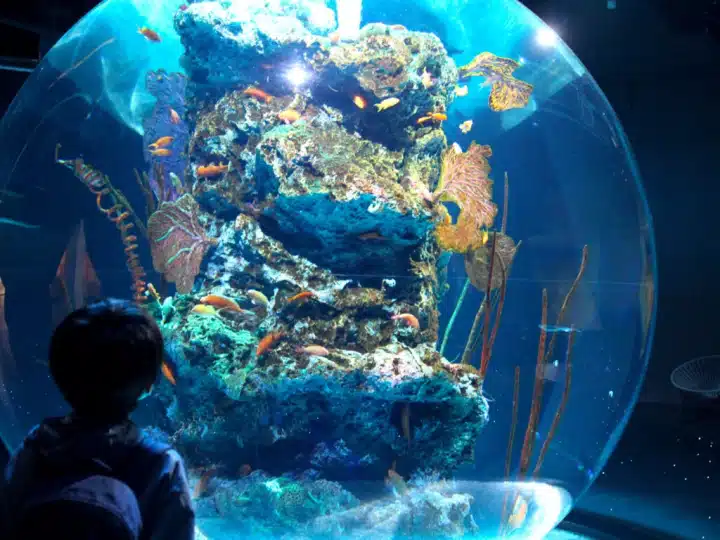AQUARIUM x ART átoa Admission Ticket – Information & Experience Details