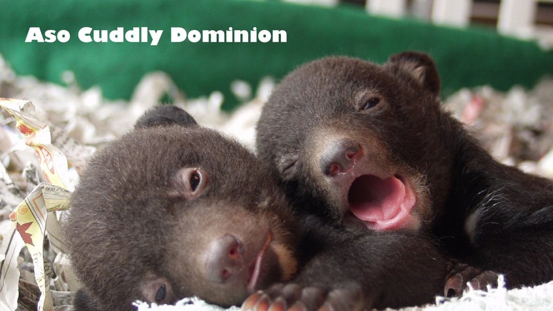 Aso Cuddly Dominion Admission Ticket – Information & Experience Details