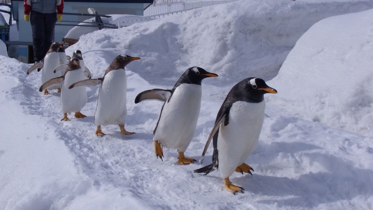 Hokkaido/Otaru Otaru Aquarium Admission Ticket – Information & Experience Details