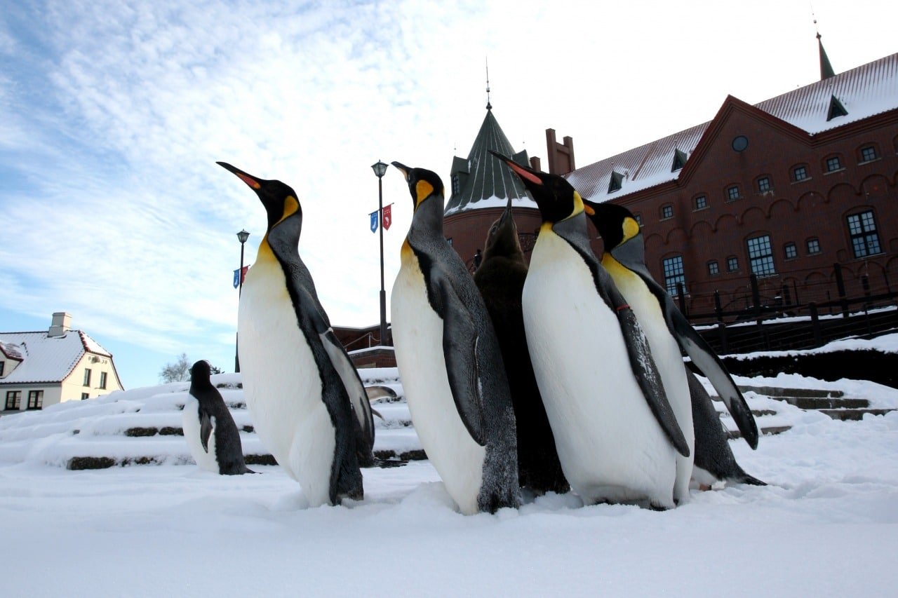 Noboribetsu Marine Park Nixe Admission Ticket – Information & Experience Details