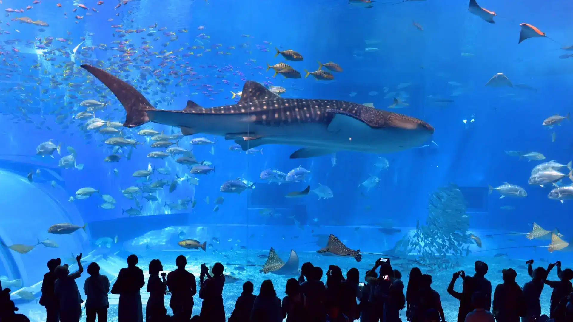 Okinawa/Tomigusuku DMM Kariyushi Aquarium Ticket – Information & Experience Details