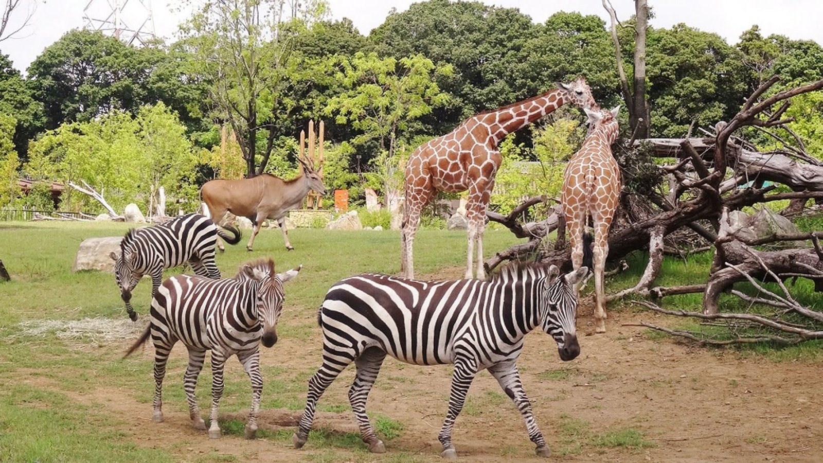 Yokohama Zoological Gardens Zoorasia Admission Ticket – Information & Experience Details
