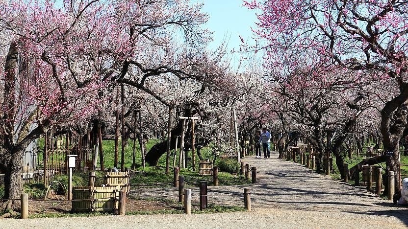 Kairakuen Main Garden Admission Ticket