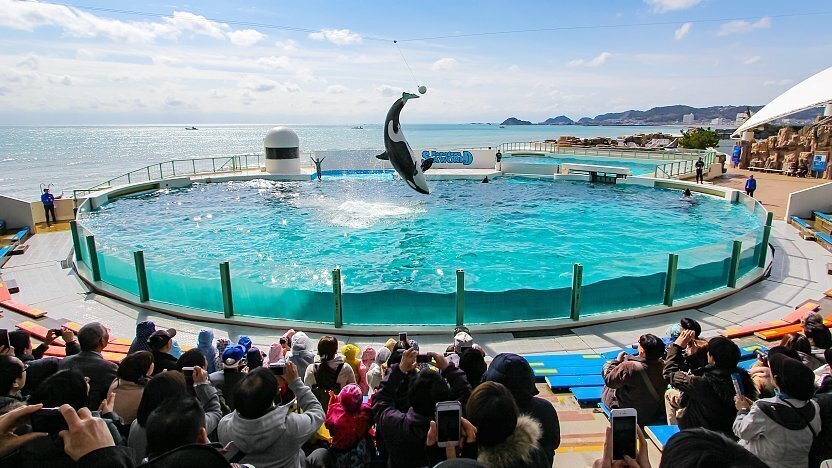 Kamogawa Sea World Admission Ticket – Information & Experience Details