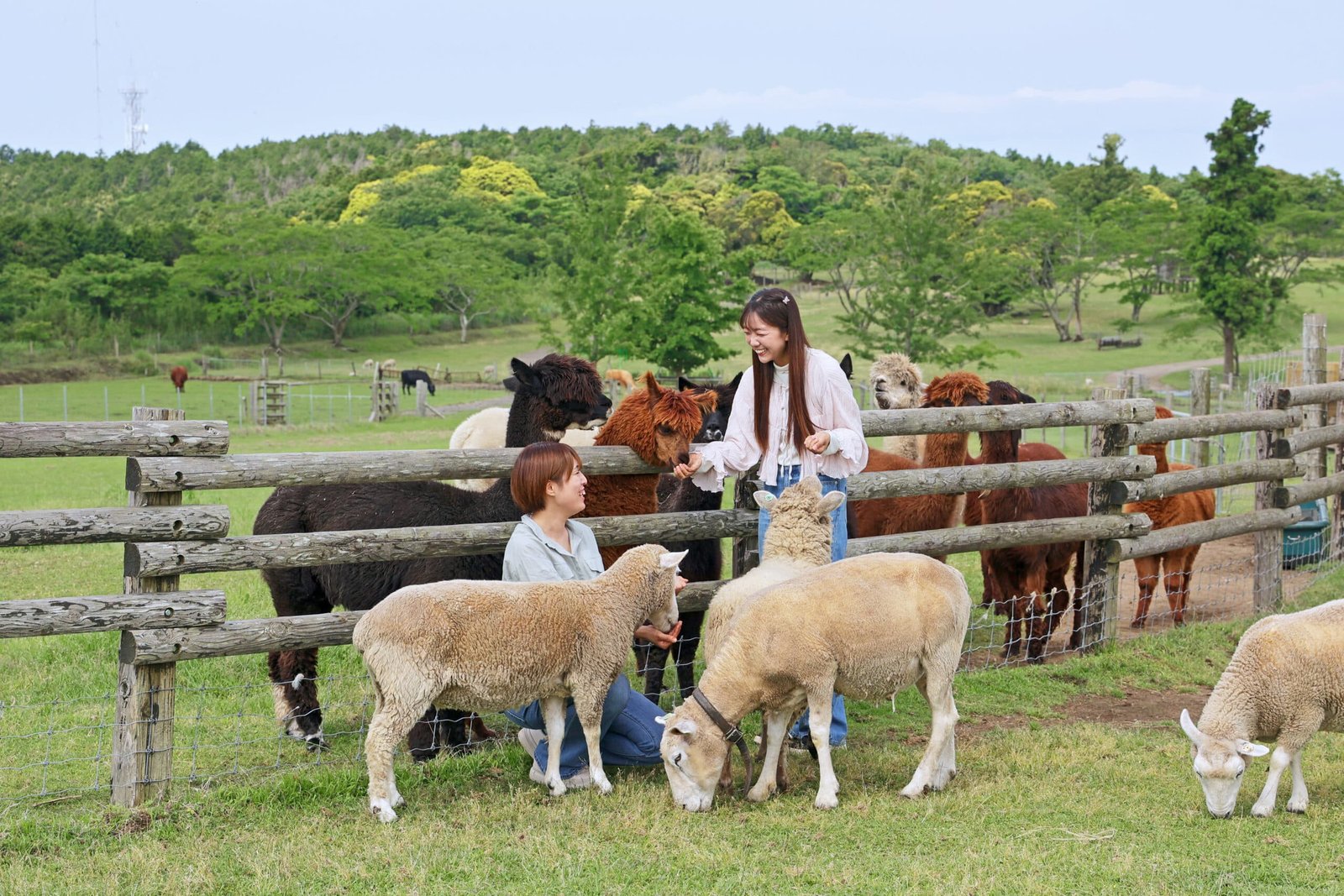 Chiba/Futtsu Mother Farm E-Ticket – Information & Experience Details