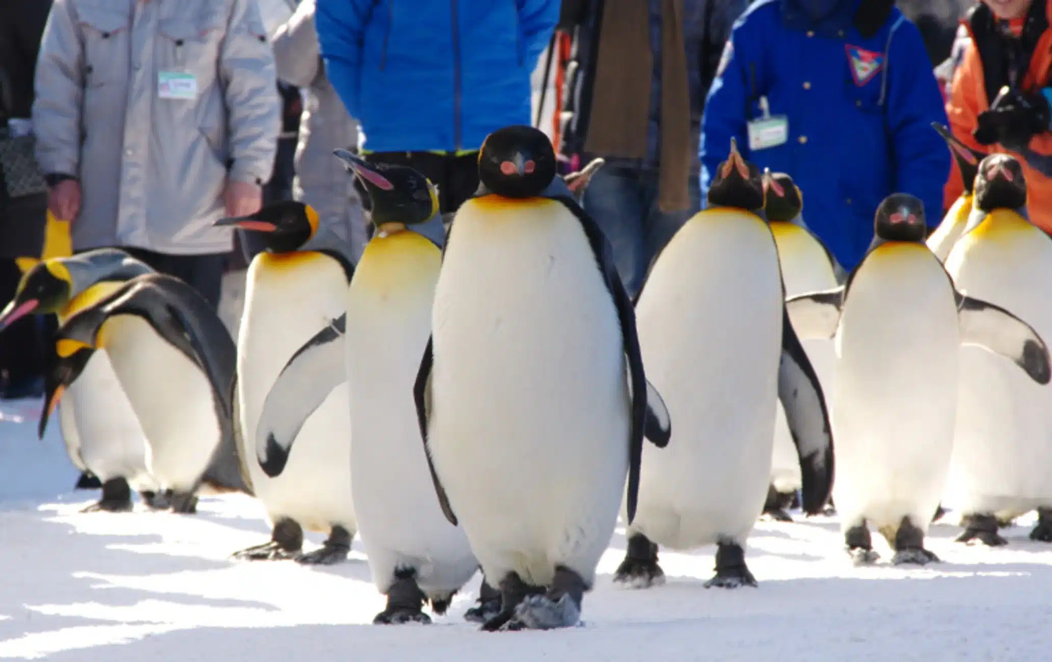 Asahiyama Zoo Ticket Hokkaido – Ticket Information & Experience Details