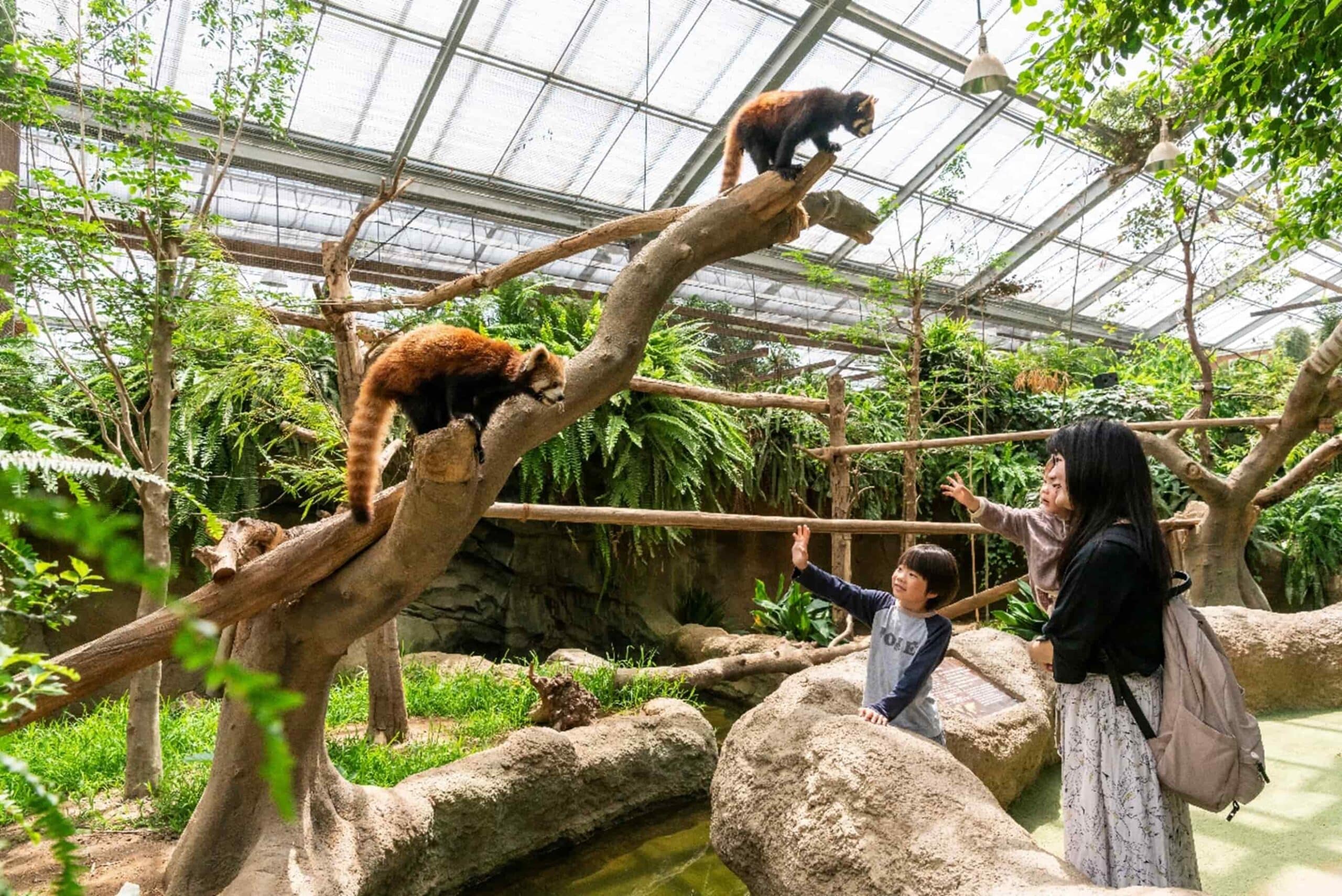 Kobe Animal Kingdom Admission Ticket – Ticket Information & Experience Details