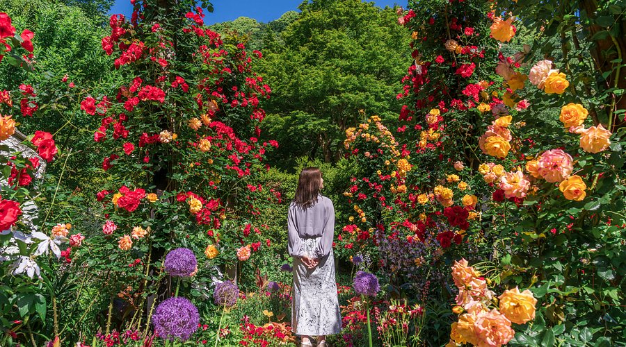 ACAO FOREST Advance Ticket – Information & Experience Details