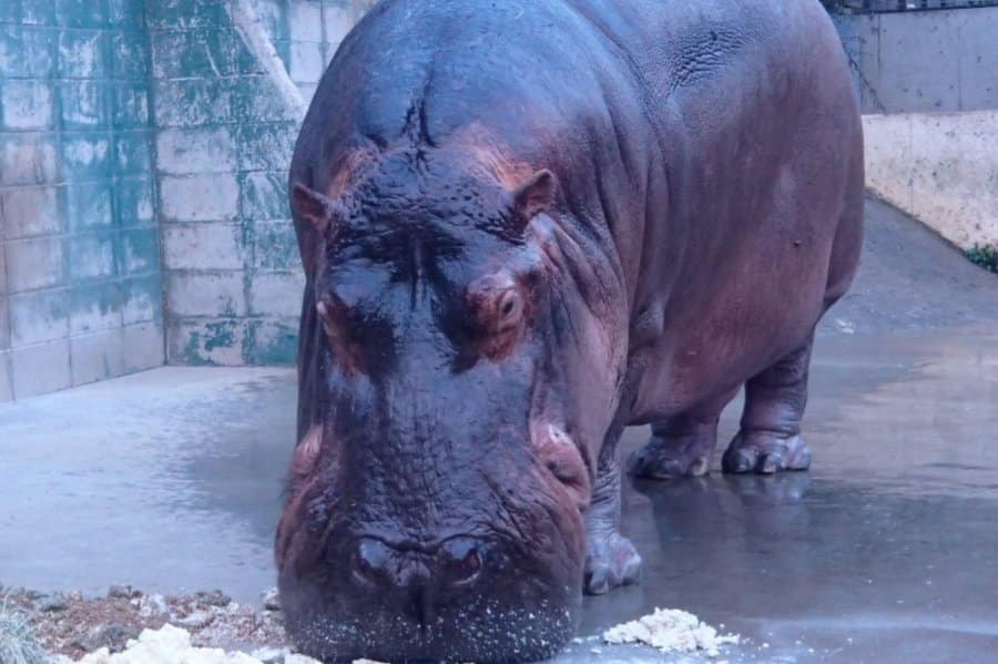 Shirotori Zoo Admission Ticket – Information & Experience Details