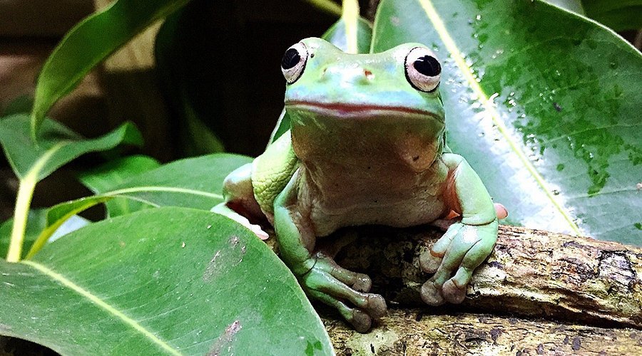KawaZoo Frog House Admission Ticket – Information & Experience Details